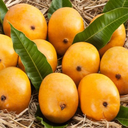 Malgova Mango Fruit Plant