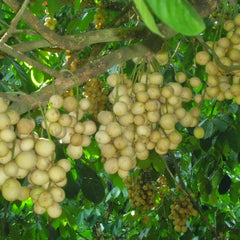 Langsat - Lansium domesticum Fruit Plant