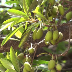 Eluppa ( Madhuca longifolia ) Medicinal Plant