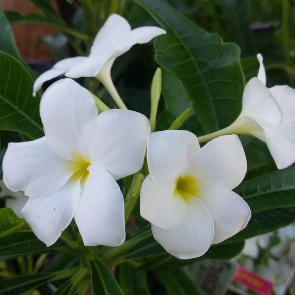 White Plumeria pudica Flower Plant