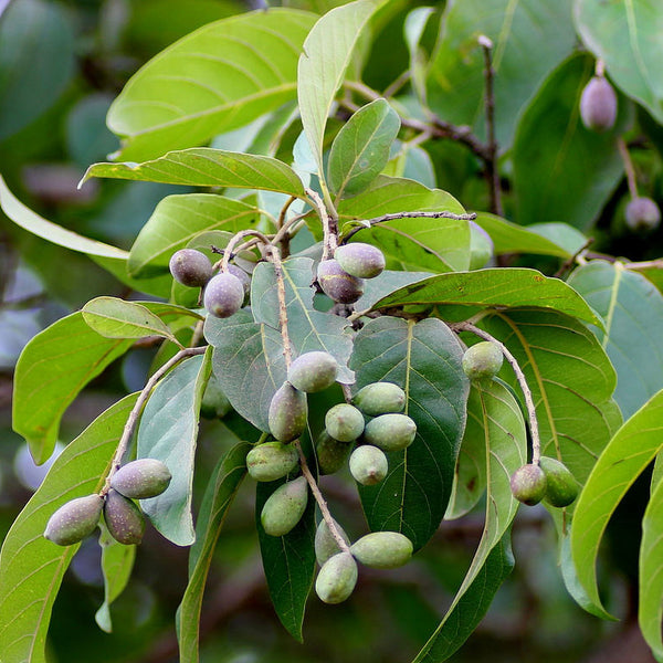 Kadukka ( Terminalia chebula ) Medicinal Plant