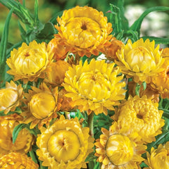 Helichrysum