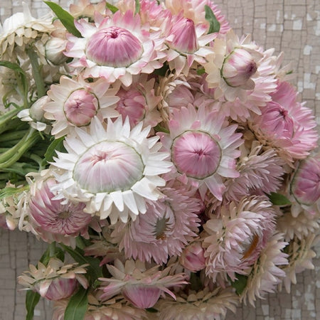 helichrysum flower seeds Helichrysum " Silvery Rose " Exotic 30 Flower Seeds – M-Tech Gardens