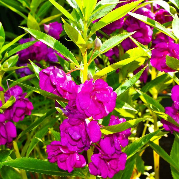 Balsam