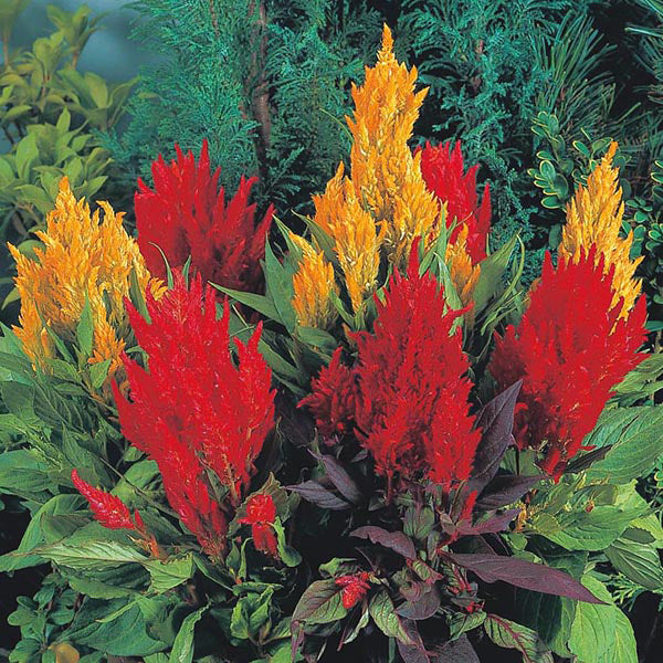 Celosia
