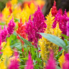 Celosia
