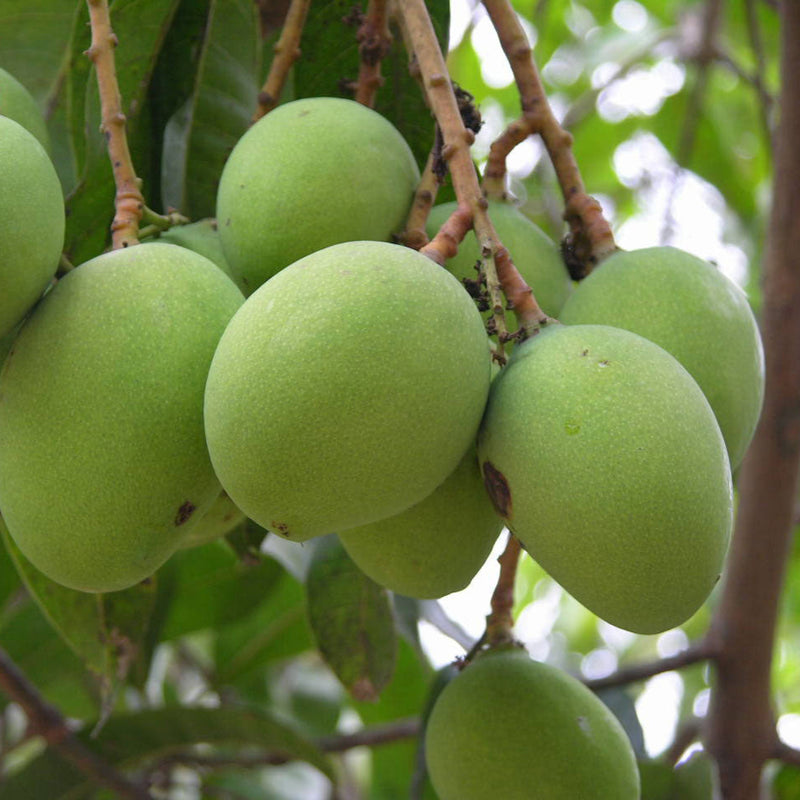 Neelam Mango Fruit Plant