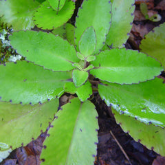 Ila Mulachi ( Bryophyllum pinnatum ) Medicinal Plant