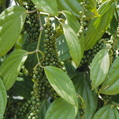 Black Pepper Plant
