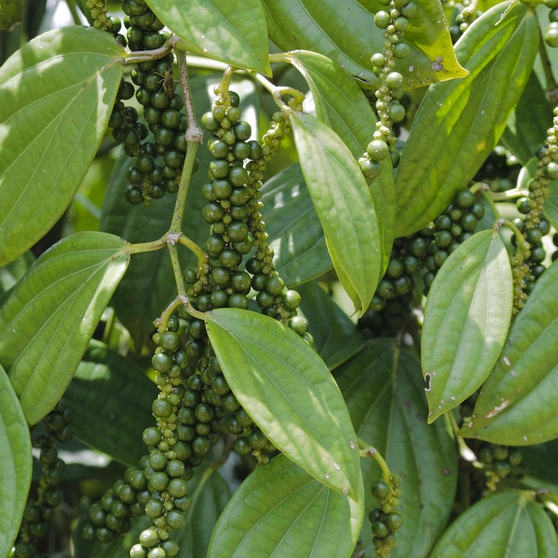 Black Pepper Plant