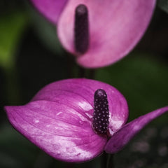 Anthurium Flower - Purple - Flower Plant