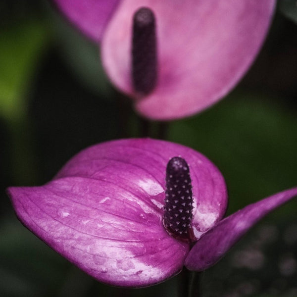 Anthurium Flower - Purple - Flower Plant