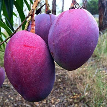 Thailand Purple Mango Fruit Plant