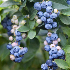 Blueberry