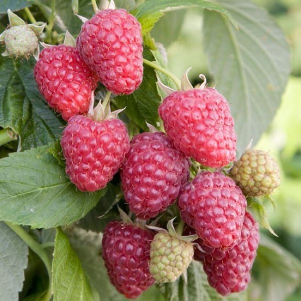 Raspberry