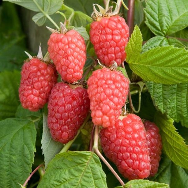 Raspberry
