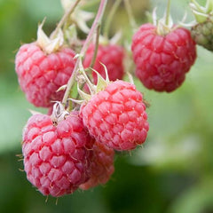 Raspberry