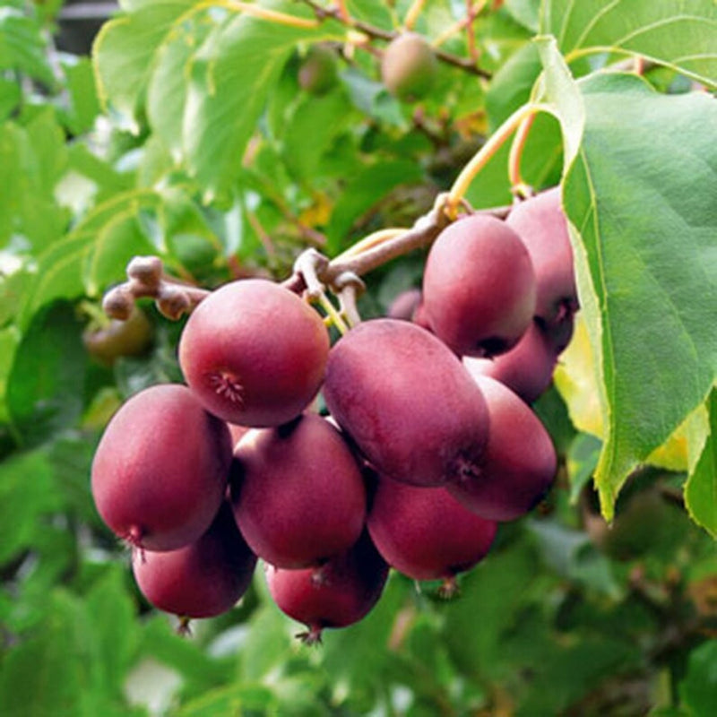 Kiwi