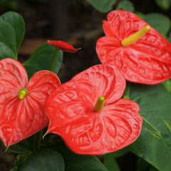 Anthurium Flower - Red - Flower Plant