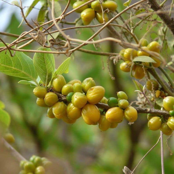 Ekanaayakam ( Salacia oblonga ) Medicinal Plant