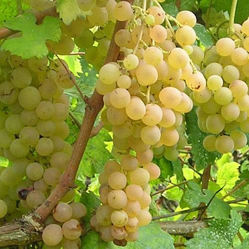 Hybrid Grape - Strawberry White Grape Vine Fruit Plant