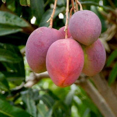 Thai Red Mango Fruit Plant