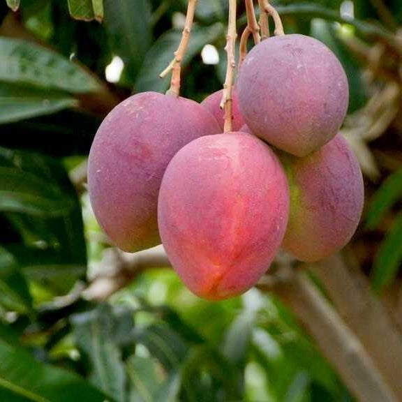 Thai Red Mango Fruit Plant