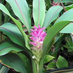 Black Turmeric ( Curcuma caesia ) Medicinal Plant