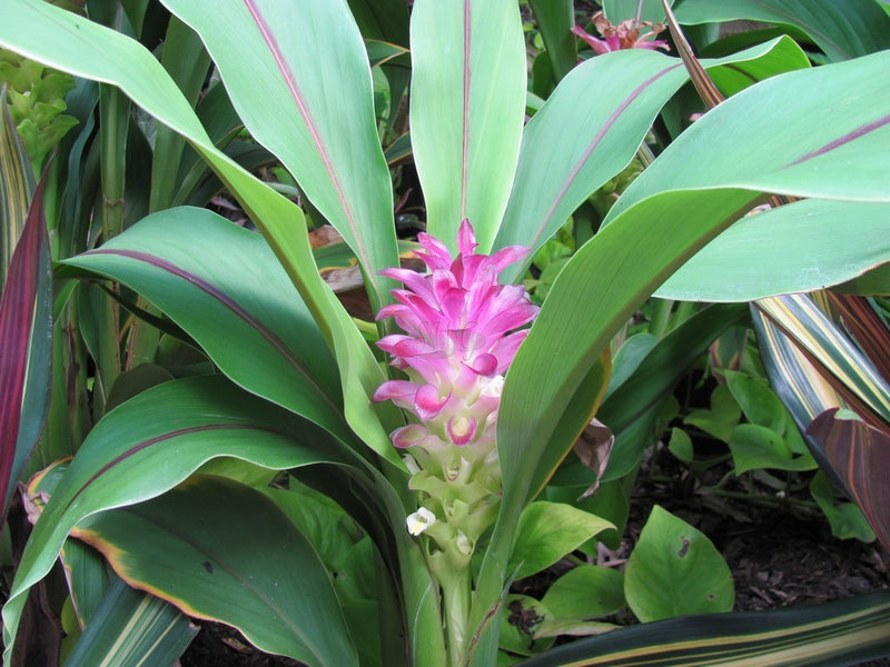 Black Turmeric ( Curcuma caesia ) Medicinal Plant