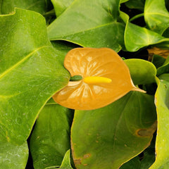 Anthurium Flower - Golden - Flower Plant