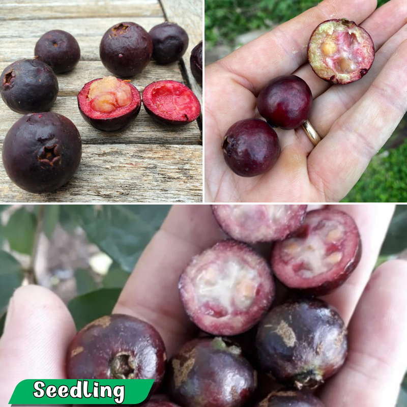 Araca-Una - Purple Forest Guava - Psidium myrtoides - Fruit Plant