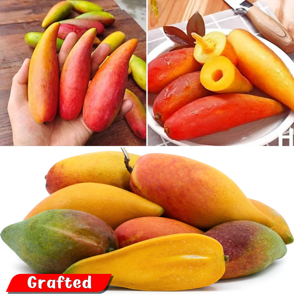 Mango - Chilli Mango - Fruit Plant
