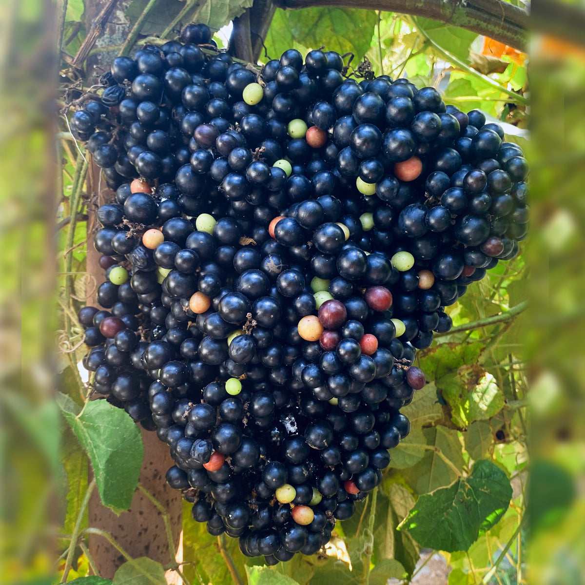 Cambodian Wild Grape - Fruit Plant