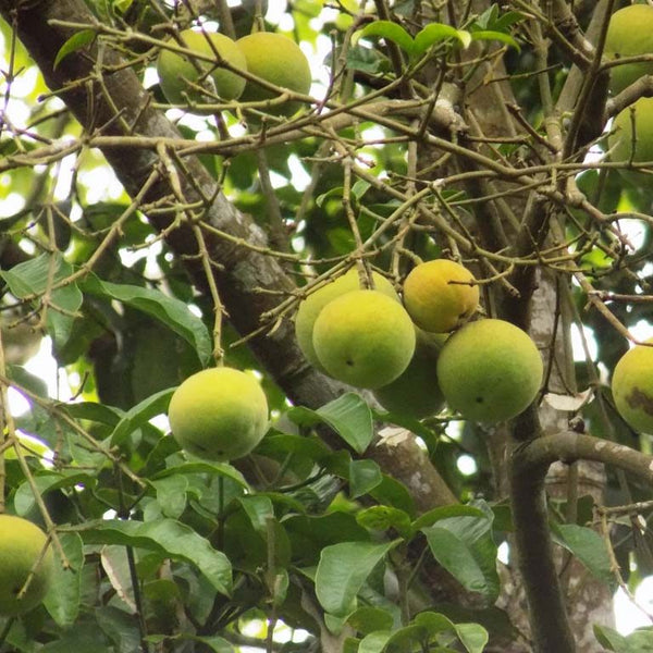 Bitter Kola (Garcinia Kola) Fruit Plant