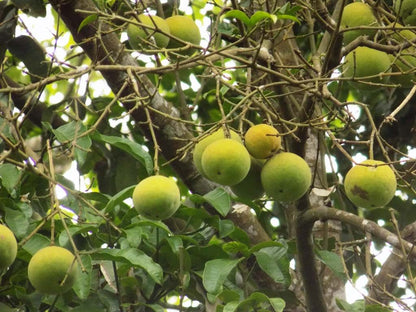 Bitter Kola (Garcinia Kola) Fruit Plant