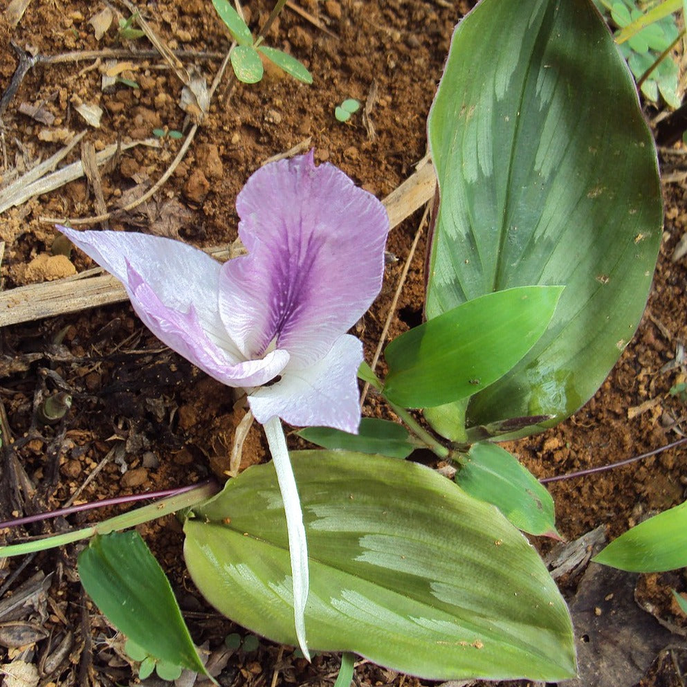 Chengazhineerkizhangu ( Kaempferia rotunda ) Medicinal Plant