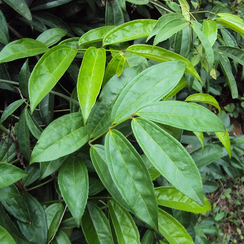 Charuthamulla ( Myxopyrum smilacifolium ) Medicinal Plant