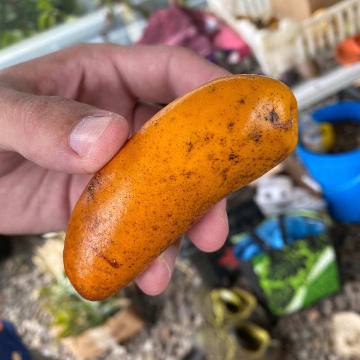 Olosapo - Couepia polyandra - Fruit Plant