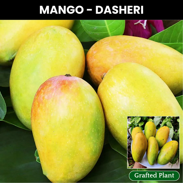Dasheri Mango Fruit Plant