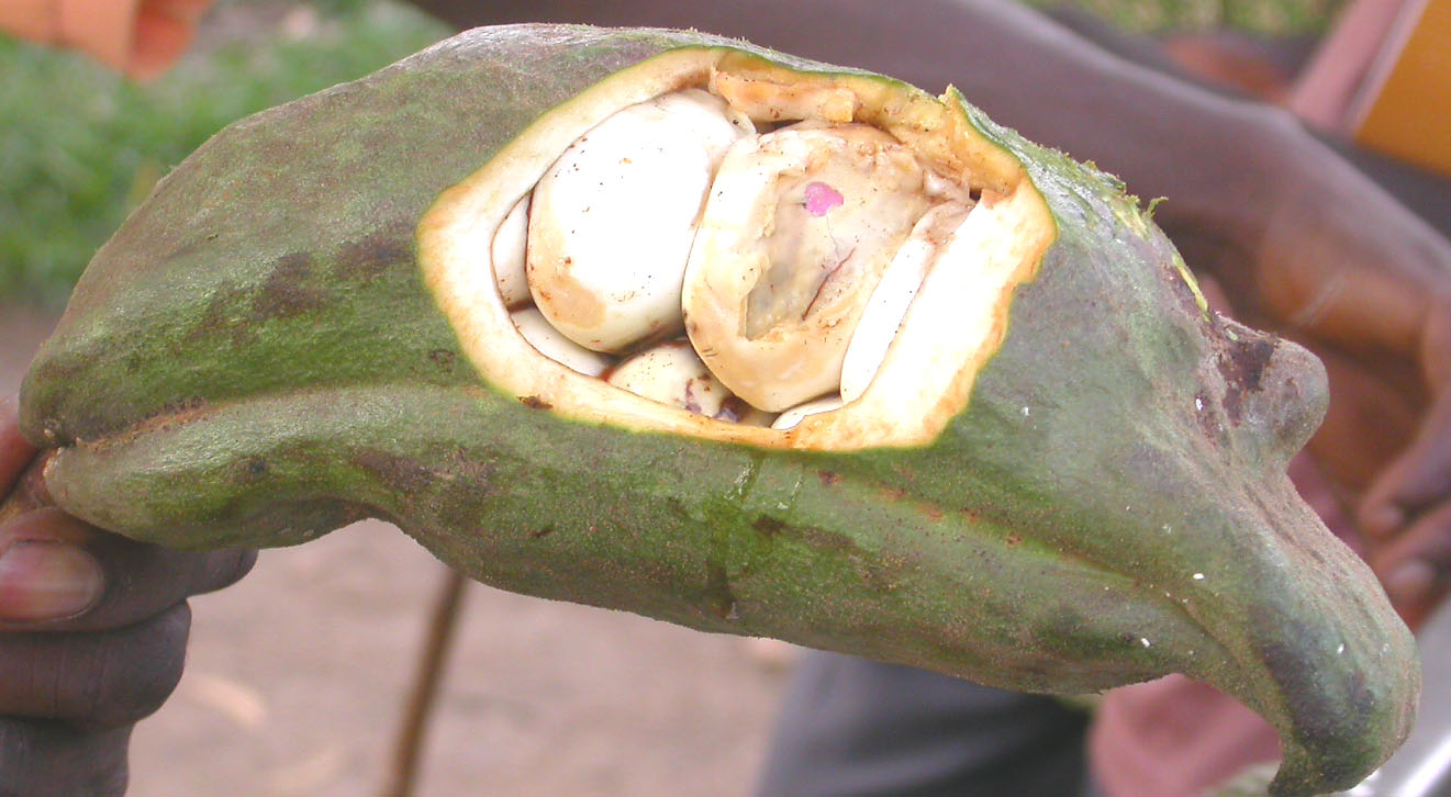 Kola Nut (Cola Acuminata) Fruit Plant