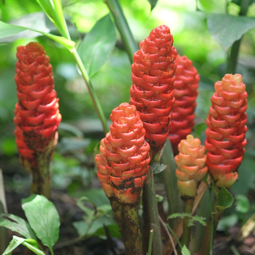 Wild Ginger ( Zingiber zerumbet ) Medicinal Plant