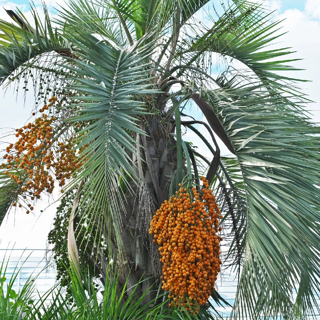 Butia Palm (Butia Capitata) Fruit Plant