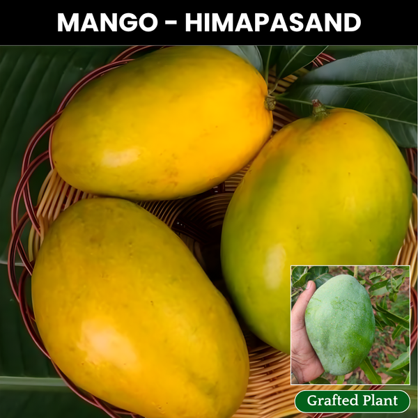 Himapasand Mango Fruit Plant