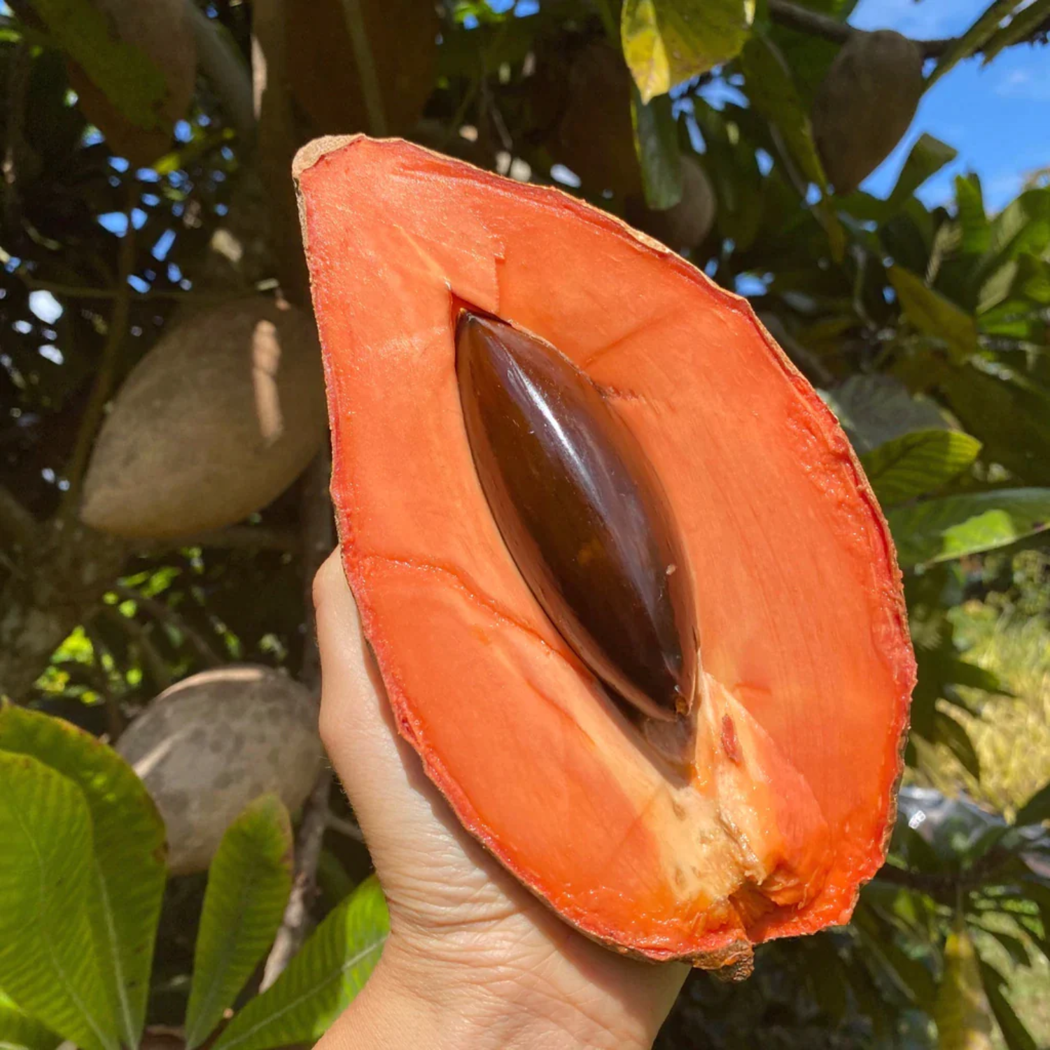 Mamey Sapote - Pouteria sapota - Exotic Fruit Plant