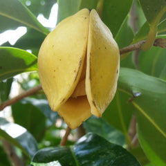 Mountain Soursop (Annona Montana) Fruit Plant