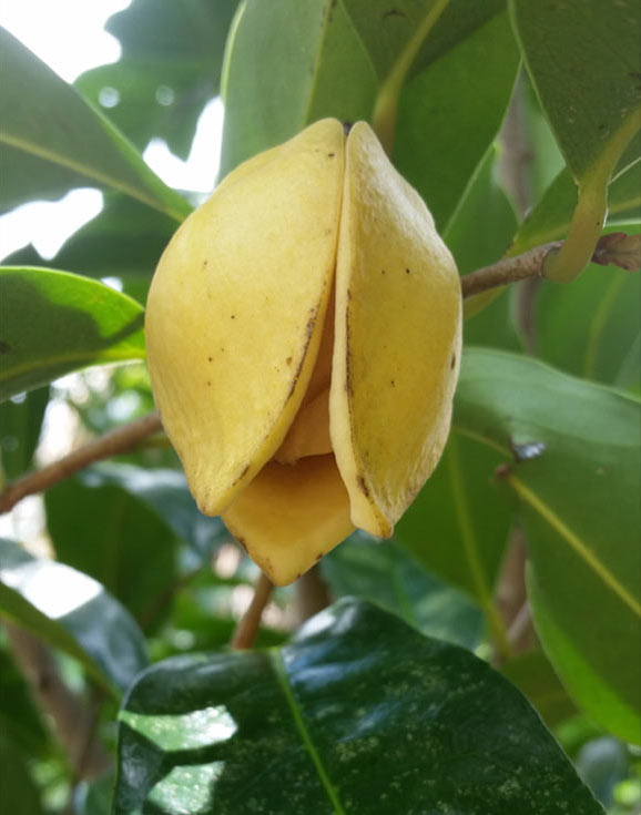 Mountain Soursop (Annona Montana) Fruit Plant