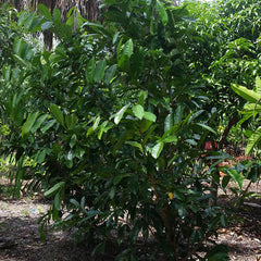 Mountain Soursop (Annona Montana) Fruit Plant