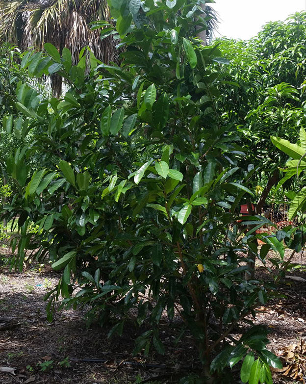 Mountain Soursop (Annona Montana) Fruit Plant