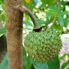 Mountain Soursop (Annona Montana) Fruit Plant
