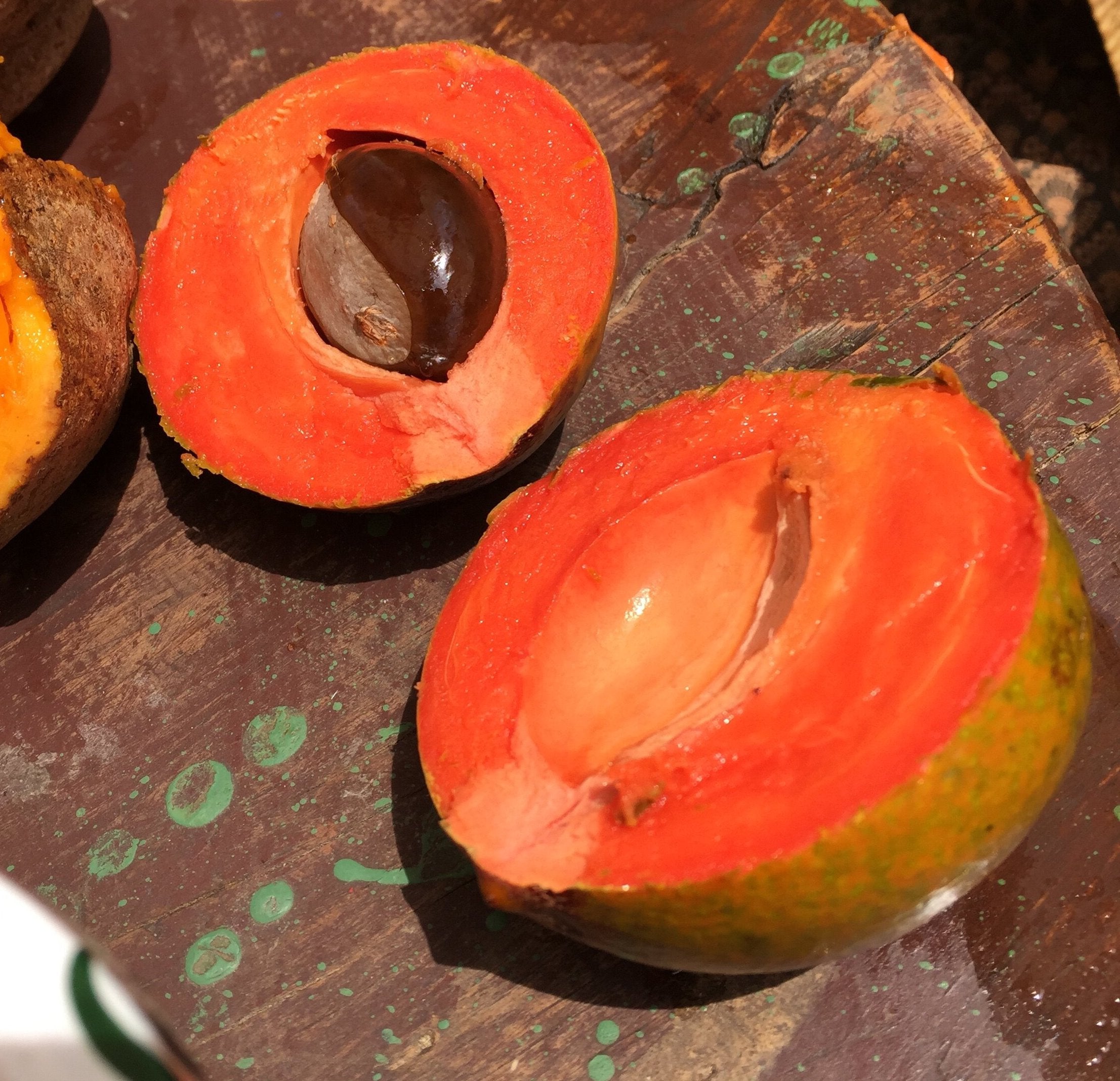 Green sapote (Pouteria Viridis) Fruit Plant